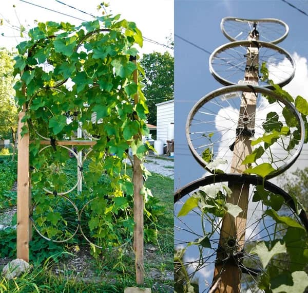 gardenbeehub cycle trellis