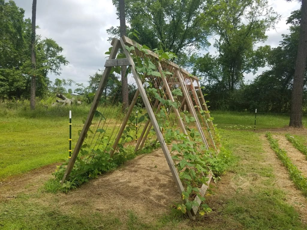 Top 8 Garden Trellis ideas