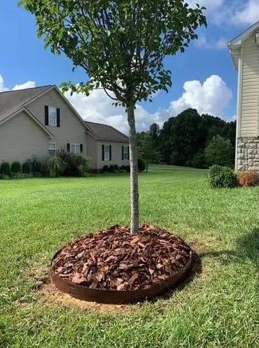 gardenbeehub pine bark mulch 3