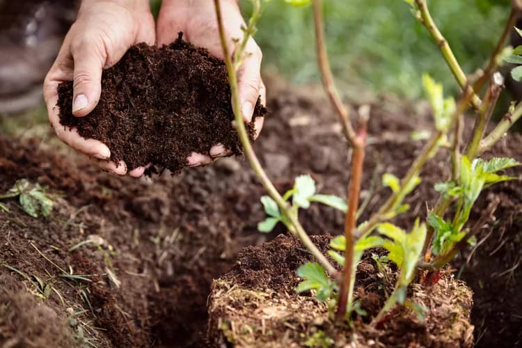 gardenbeehub compost