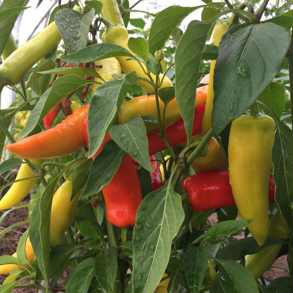 Demystifying garden seed types - what should you buy? 4 gardenbeehub hungarian hot wax 2