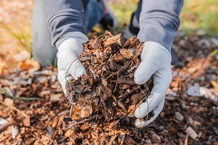 gardenbeehub leave mulch