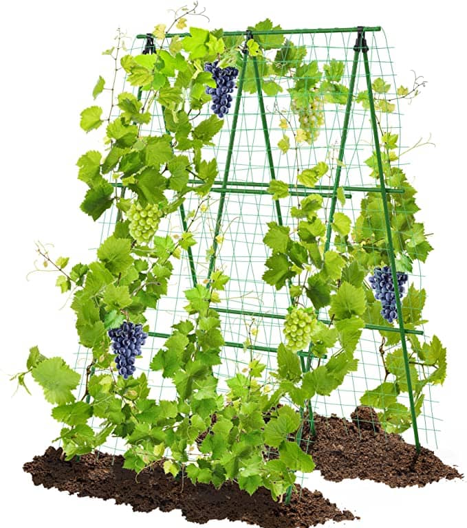 gardenbeehub h frame trellis